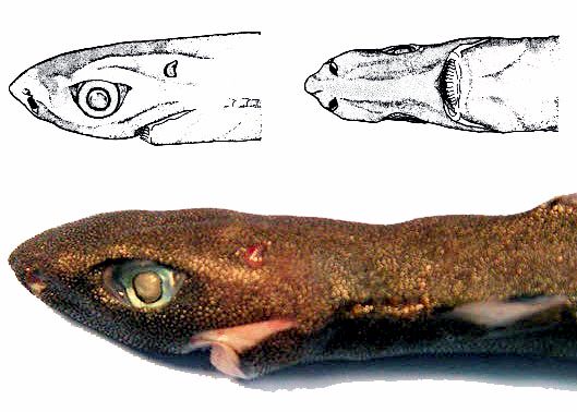 Squaliolus laticaudus_006.jpg